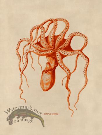 Octopus Orange 45
